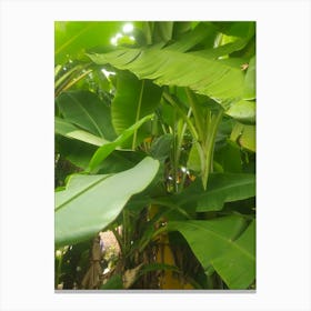 Banana Tree Canvas Print