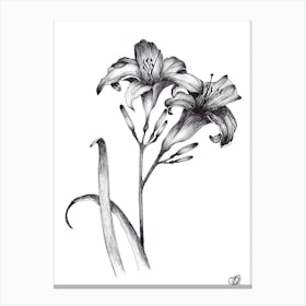 Pair of Black and White Day Lillies Canvas Print