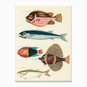 Colourful And Surreal Illustrations Of Fishes Found In Moluccas (Indonesia) And The East Indies, Louis Renard(18) Canvas Print