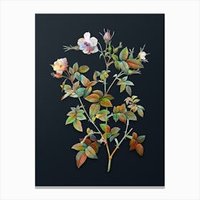 Vintage Pink Flowering Rosebush Botanical Watercolor Illustration on Dark Teal Blue n.0748 Canvas Print
