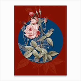 Vintage Botanical Common Rose of India on Circle Blue on Red n.0001 Canvas Print