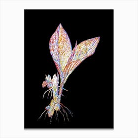 Stained Glass Koemferia Longa Mosaic Botanical Illustration on Black n.0077 Canvas Print