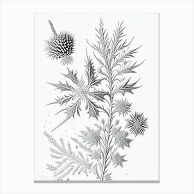 Needle, Snowflakes, Vintage Botanical Illustration 2 Canvas Print
