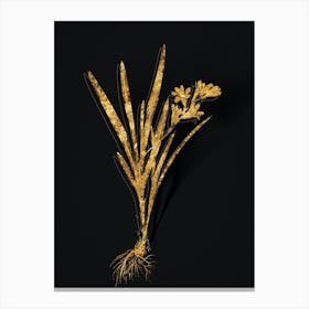 Vintage Gladiolus Xanthospilus Botanical in Gold on Black n.0545 Canvas Print