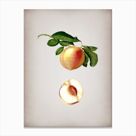 Vintage Peach Botanical on Parchment n.0273 Canvas Print