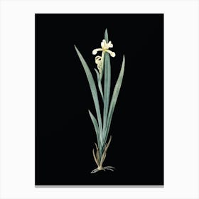 Vintage Yellow Banded Iris Botanical Illustration on Solid Black n.0634 Canvas Print