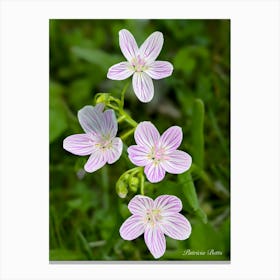 Virginia Spring Beauty 1  - Photograph Canvas Print