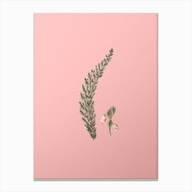 Vintage Bell Bearing Heath Flower Branch Botanical on Soft Pink n.0226 Canvas Print