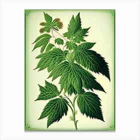 Nettle Herb Vintage Botanical Canvas Print