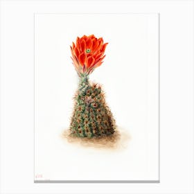 Cactus Flower 13 Canvas Print