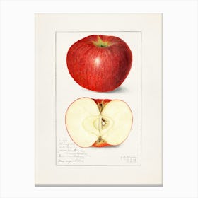 Apple Illustration 1 Canvas Print