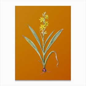 Vintage Wachendorfia Thyrsiflora Botanical on Sunset Orange n.0022 Canvas Print