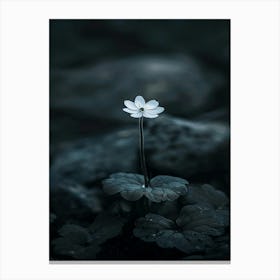 Single Flower In The Dark 57 Canvas Print