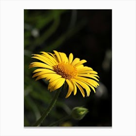 Yellow Daisy 2 Canvas Print