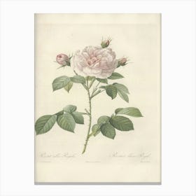 Rose Illustration, Pierre Joseph Redoute (9) 1 Canvas Print