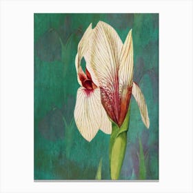 Iris Print Canvas Print