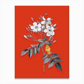 Vintage Musk Rose Black and White Gold Leaf Floral Art on Tomato Red n.1132 Canvas Print