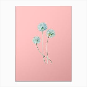 Vintage Blue Leek Flower Branch Botanical on Soft Pink n.0932 Canvas Print
