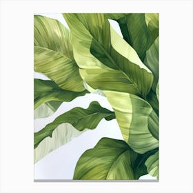 Tropical Leaves 26 Canvas Print
