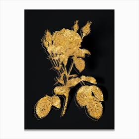 Vintage Double Moss Rose Botanical in Gold on Black n.0342 Canvas Print
