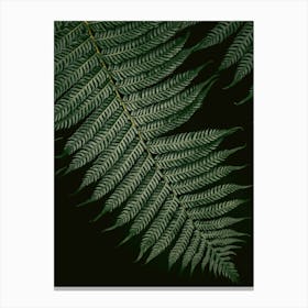 Botanical Vern Color Black And Green Canvas Print