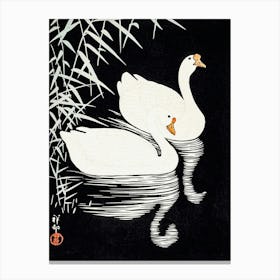 White Swans In Water, Vintage Canvas Print