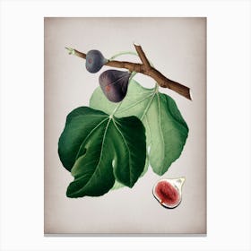 Vintage Black Fig Botanical on Parchment n.0168 Canvas Print