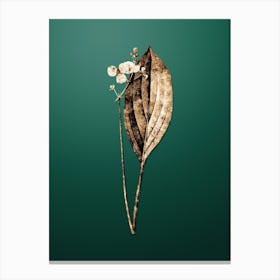 Gold Botanical Bulltongue Arrowhead on Dark Spring Green n.4532 Canvas Print