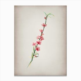 Vintage Peach Blossoms Botanical on Parchment n.0073 Canvas Print