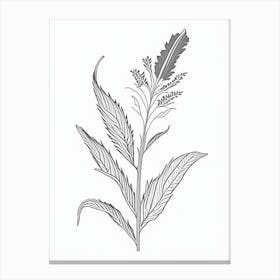 Plantain Herb William Morris Inspired Line Drawing Canvas Print