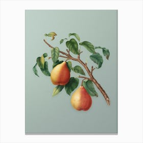 Vintage Wild European Pear Botanical Art on Mint Green n.0810 Canvas Print