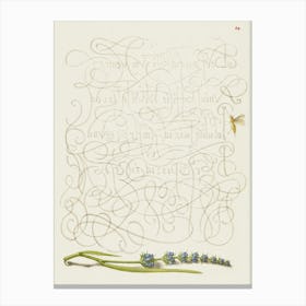 Insect And Hyssop From Mira Calligraphiae Monumenta, Joris Hoefnagel Canvas Print
