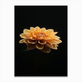 Dahlia 32 Canvas Print