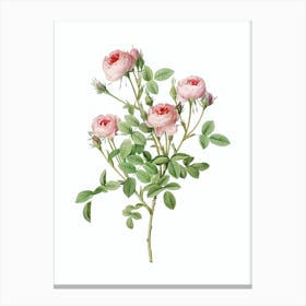 Vintage Burgundian Rose Botanical Illustration on Pure White n.0921 Canvas Print