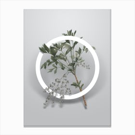 Vintage Shrub Yellowroot Minimalist Floral Geometric Circle on Soft Gray n.0400 Canvas Print