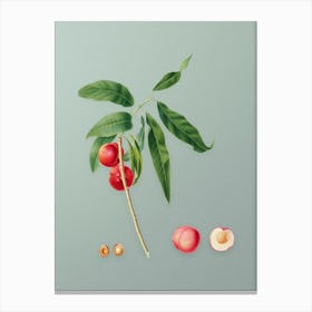 Vintage Apricot Botanical Art on Mint Green n.0563 Canvas Print