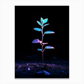 Plant Growing In The Dark 1 Canvas Print