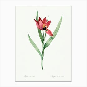 Tulipa Oculus Colis Illustration From Les Liliacées (1805), Pierre Joseph Redoute Canvas Print