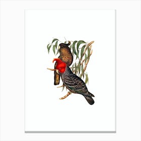 Vintage Gang Gang Cockatoo Bird Illustration on Pure White Canvas Print