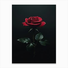 Dark Rose 62 Canvas Print