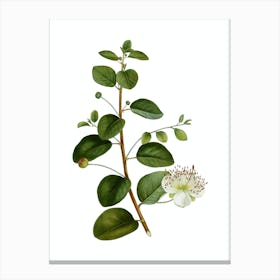 Vintage Caper Plant Botanical Illustration on Pure White n.0426 Canvas Print