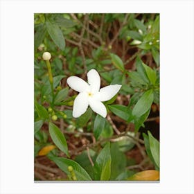 White Jasmine Flower Canvas Print