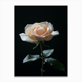 Single Rose On Black Background 60 Canvas Print