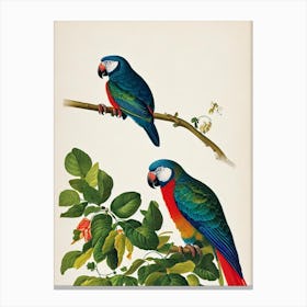 Parrot James Audubon Vintage Style Bird Canvas Print