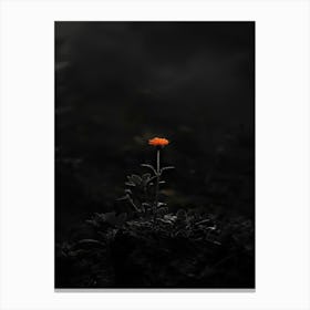 Single Flower In The Dark 107 Canvas Print