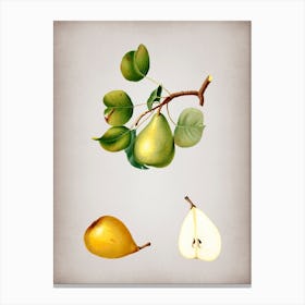 Vintage Pear Botanical on Parchment n.0488 Canvas Print