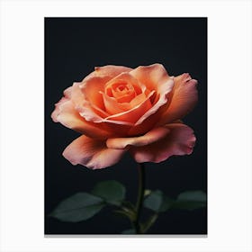 Peach Rose 7 Canvas Print