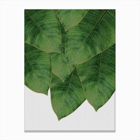 Banana Leaf I Canvas Print