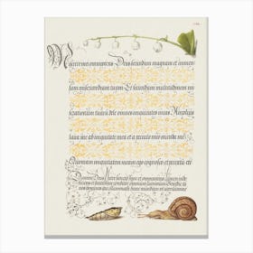 Lily Of The Valley, Pupa, And Land Snail From Mira Calligraphiae Monumenta, Joris Hoefnagel Canvas Print