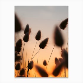 Grasses Dancing Against Sunset Skies Canvas Print
